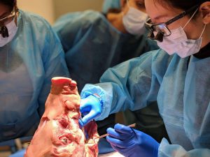 Third Molar Extraction Workshop Melbourne